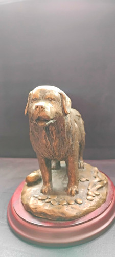 Neufundländer bronze auf - bronze,